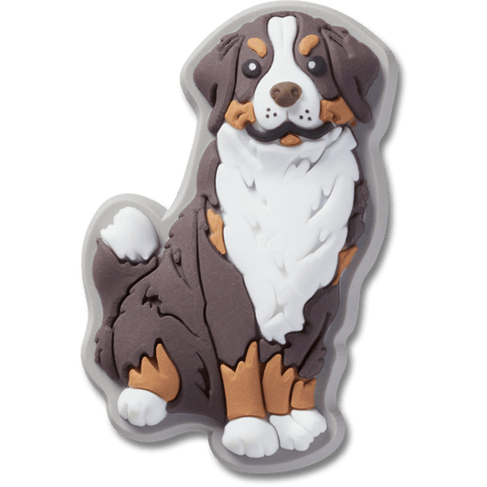 Bernese Mountain Dog Puppy - US 5676